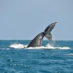  Humpback Whale, Ecuador 2010